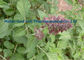 Κινεζική σκόνη πορτοκαλί 568-72-9 χορταριών Miltiorrhiza Danshen Salvia προμηθευτής